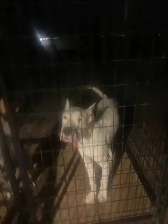 Dogo Argintinio