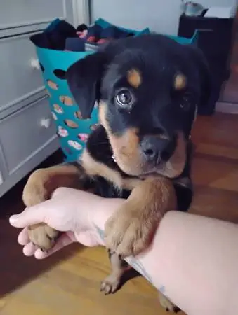 Female Rottweiler puppy