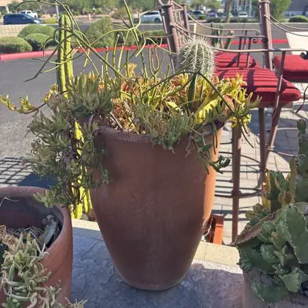 Terra Cotta Pot W/ Live Plant - 32.5H