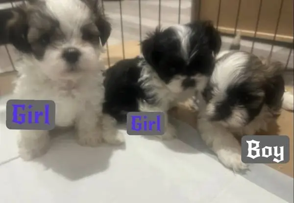 Shih Tzu puppies