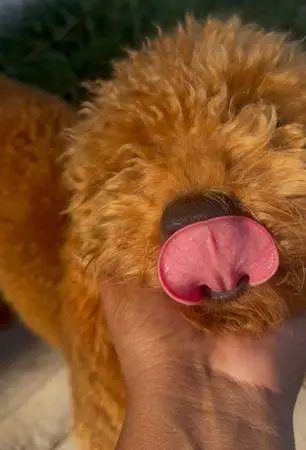 Mini golden doodle