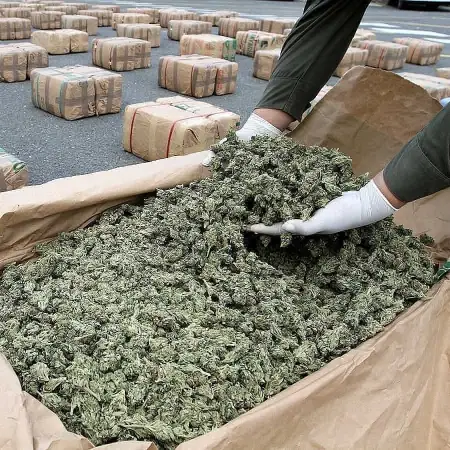 kush