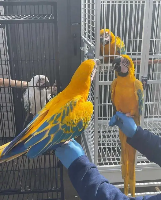 Macaw