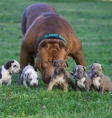 Pit bull puppies