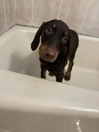 Doberman puppy 2 months