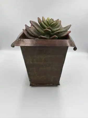 Succulent In Tin Pot-8X8X8