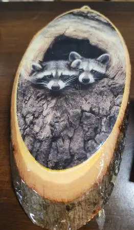 Racoon Photo On A Slab Of Wood