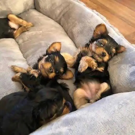 puppies