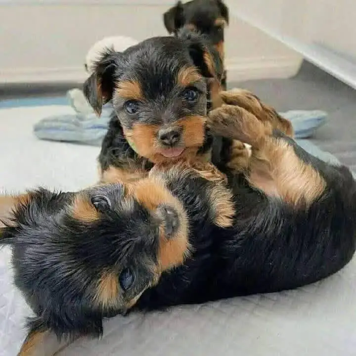 puppies