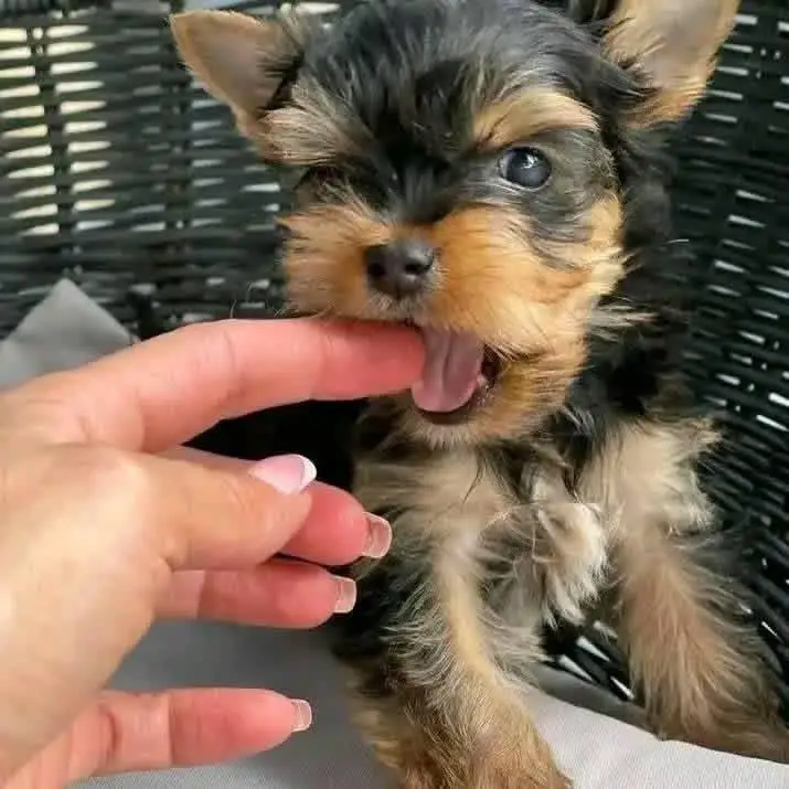 adorable Yorkie puppies for adoption