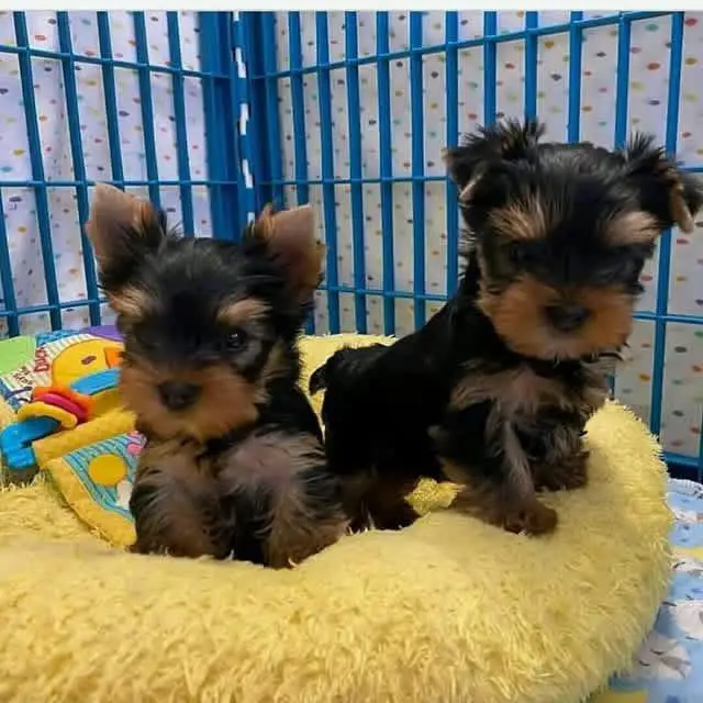 adorable Yorkie puppies for adoption