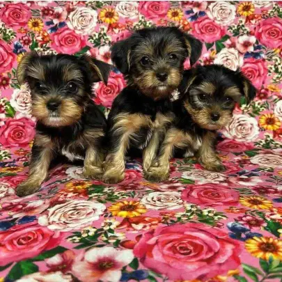 adorable Yorkie puppies for adoption