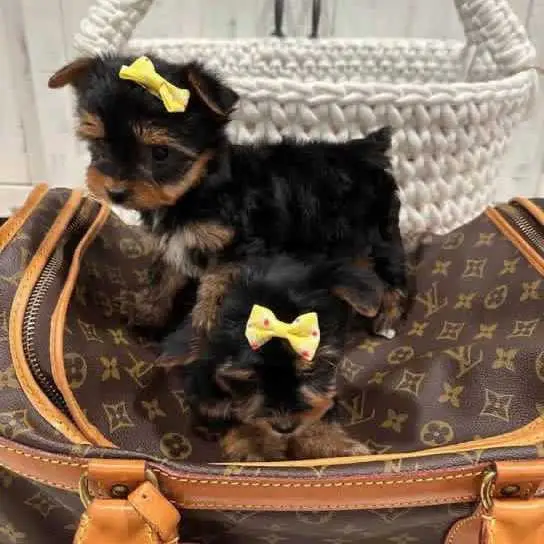 adorable Yorkie puppies for adoption