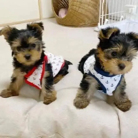 adorable Yorkie puppies for adoption