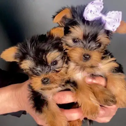 adorable Yorkie puppies for adoption