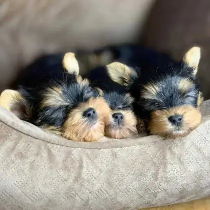 adorable Yorkie puppies for adoption