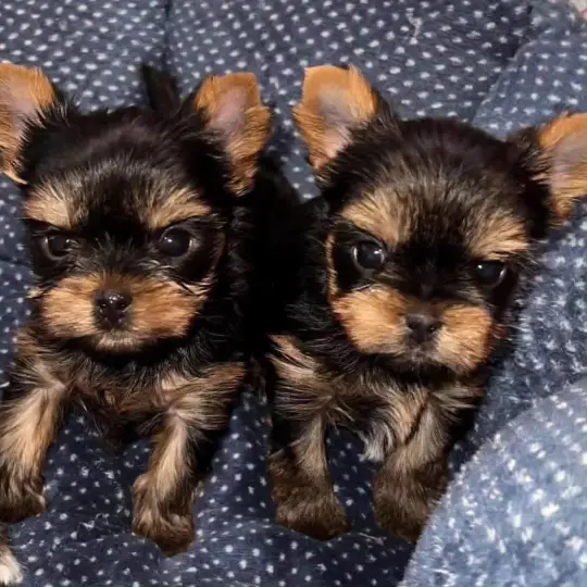 adorable Yorkie puppies for adoption