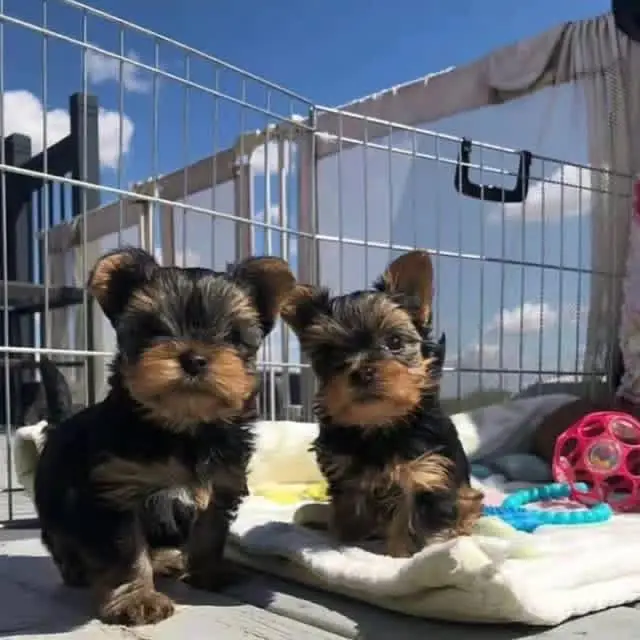 adorable Yorkie puppies for adoption