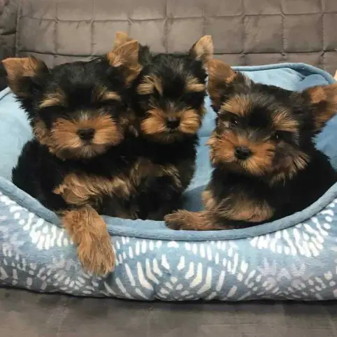 cute ♥️ puppies for adoption