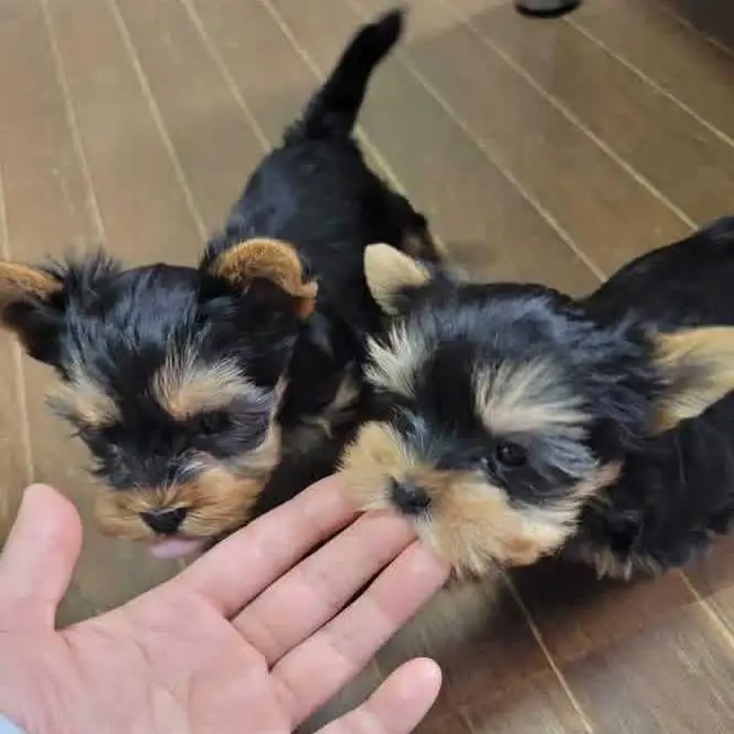 adorable Yorkie puppies for adoption