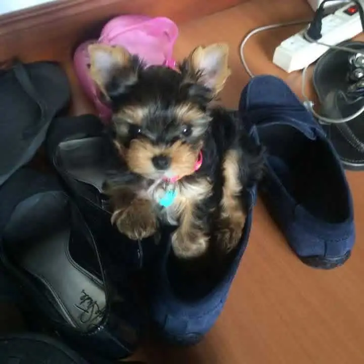 adorable Yorkie puppies for adoption