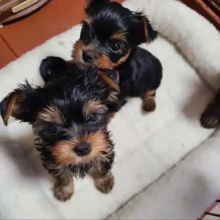 adorable Yorkie puppies for adoption