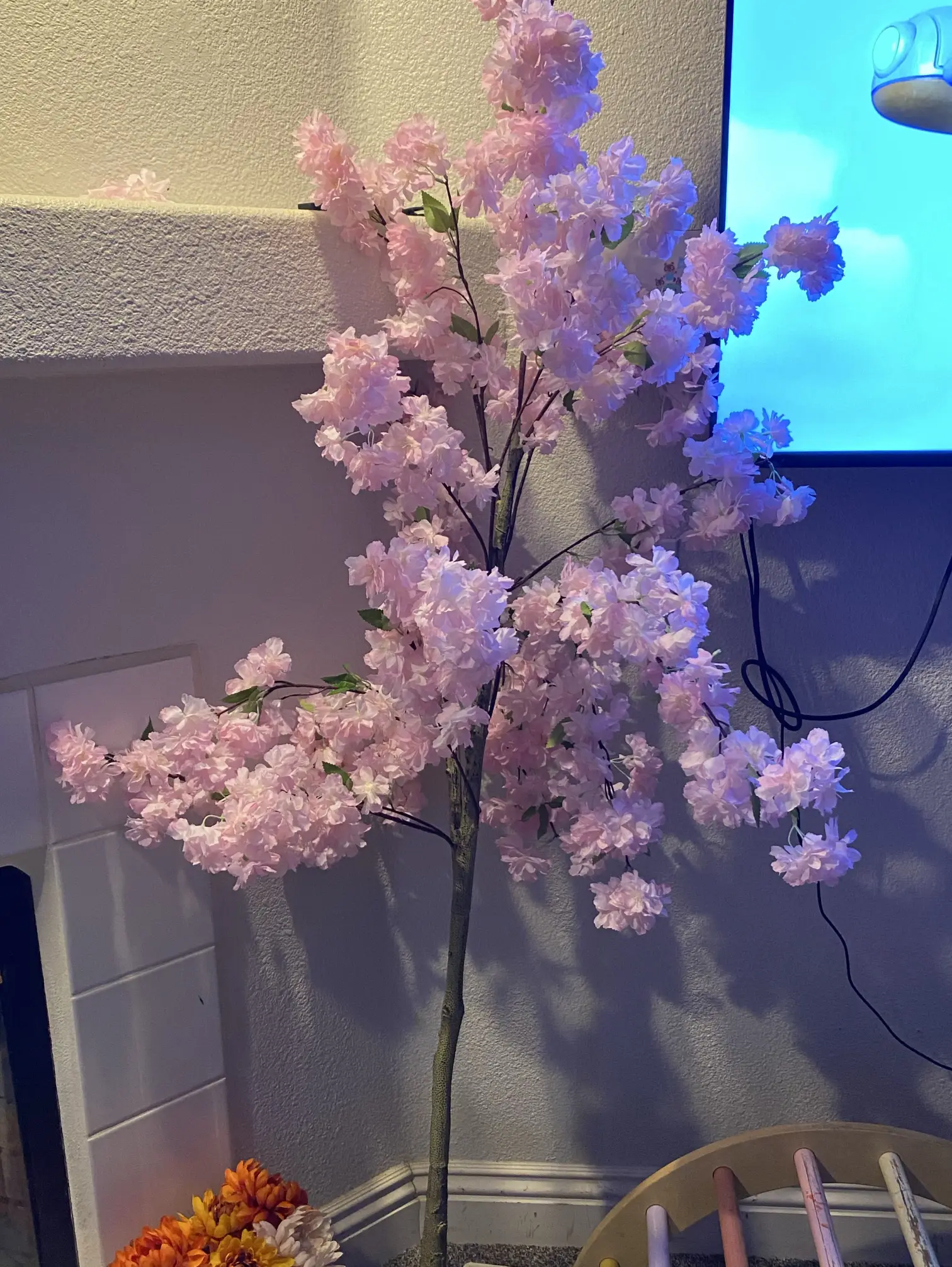 Cherry blossom