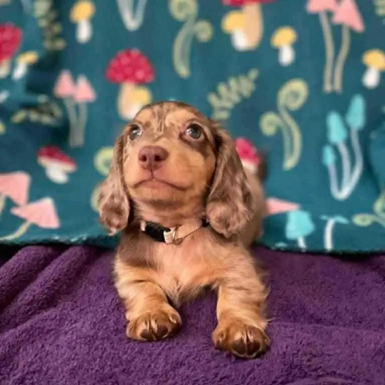 Lon haired mini doxies