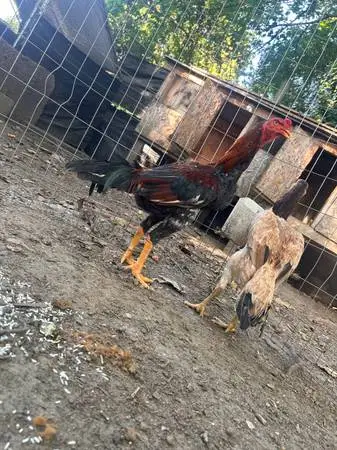 Thai game rooster