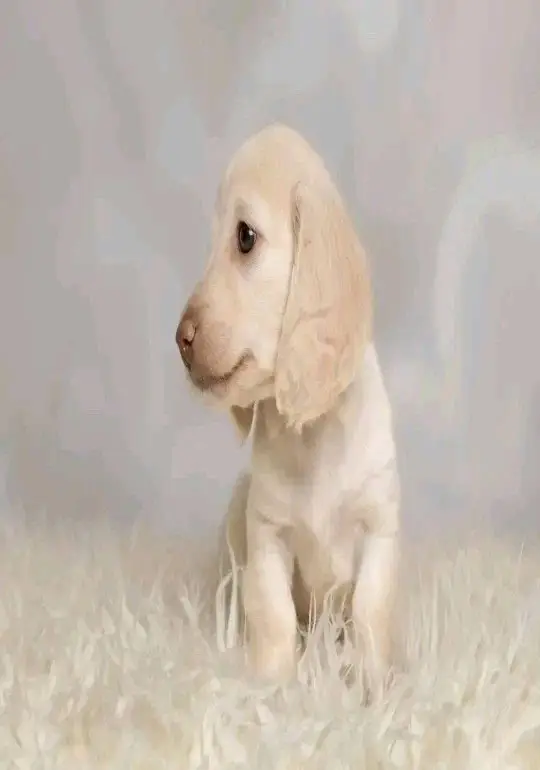 dachshund puppy for adoption