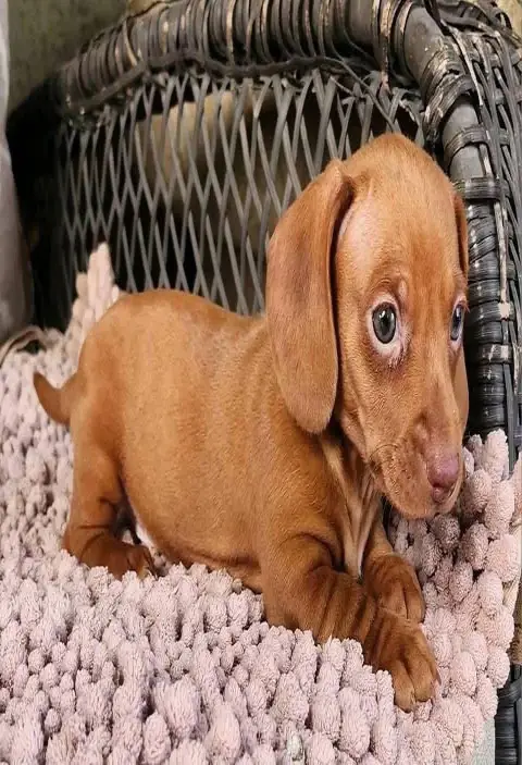 dachshund puppy for adoption