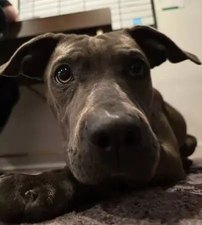 Dog Foster Parent