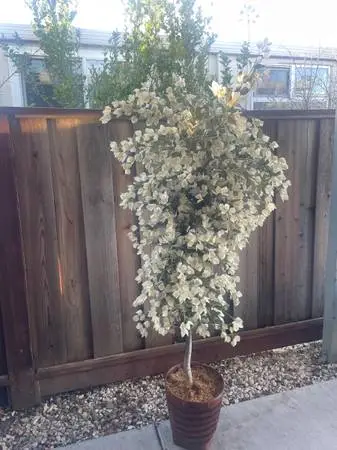 Beautiful Faux White Flowering Tree