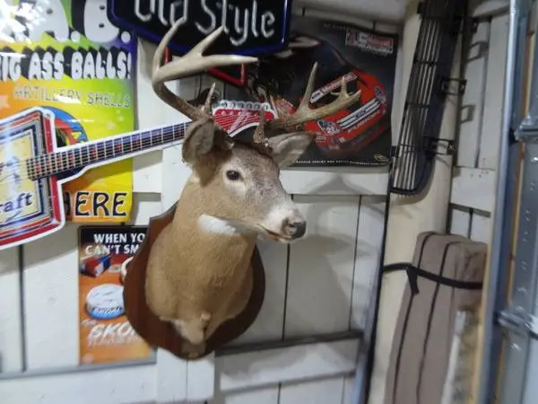 Buck 8 point shoulder mount 16 rack very nice