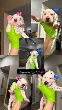 Dalmatian pup