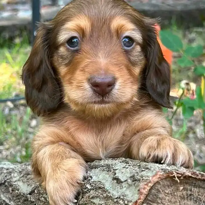 Dachshund puppies for adoption