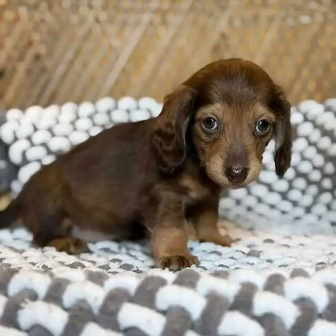 Dachshund puppies for adoption