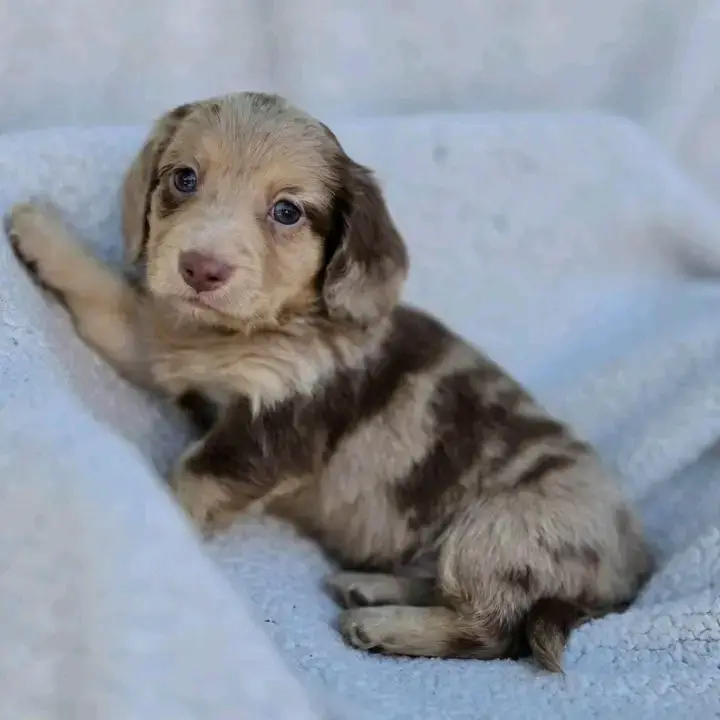 Dachshund puppies for adoption