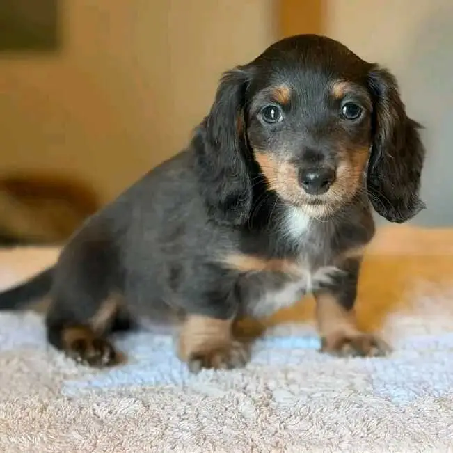 Dachshund puppies for adoption