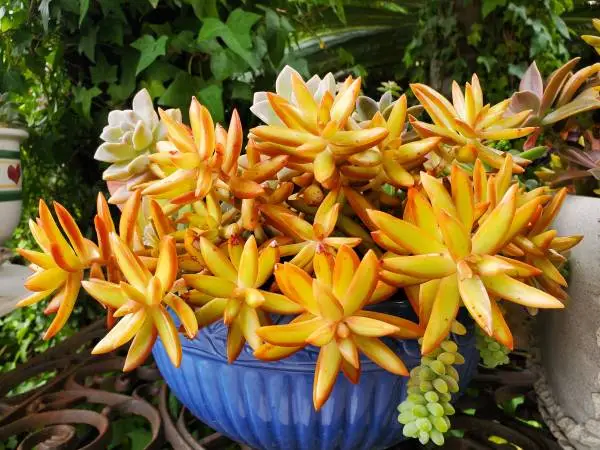 SUCCULENTS with POTS