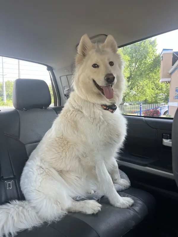 dog
