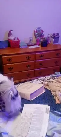 Set of Chester drawers