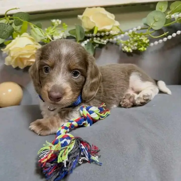 Dachshund puppies for adoption