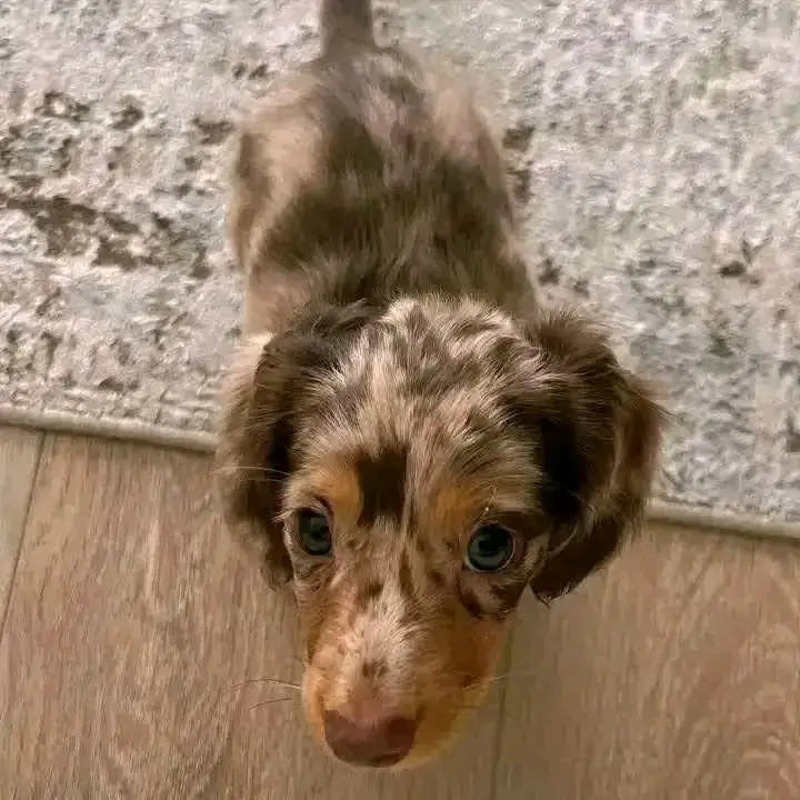 Dachshund puppies for adoption