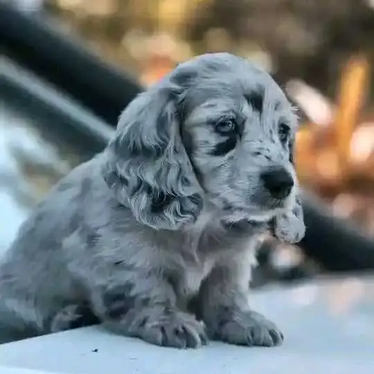 Dachshund puppies