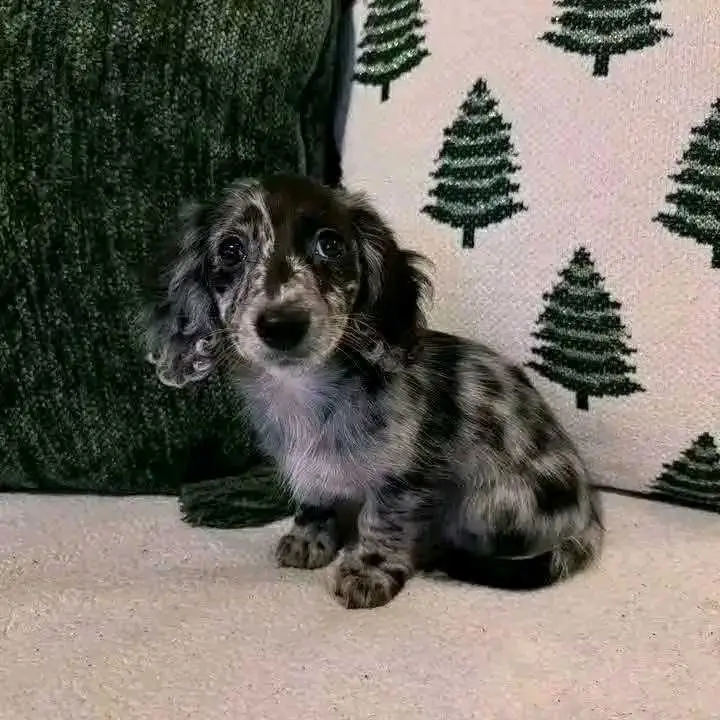 Dachshund puppies