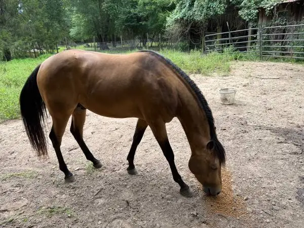 AQHA Stallion Services