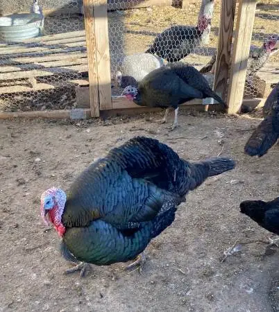 Organic fed Heritage Turkeys