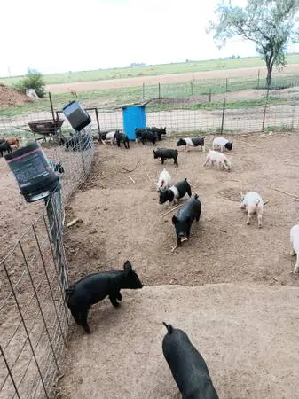 Feeder Pigs For Sale