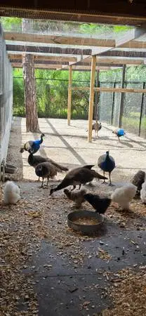 Peacock